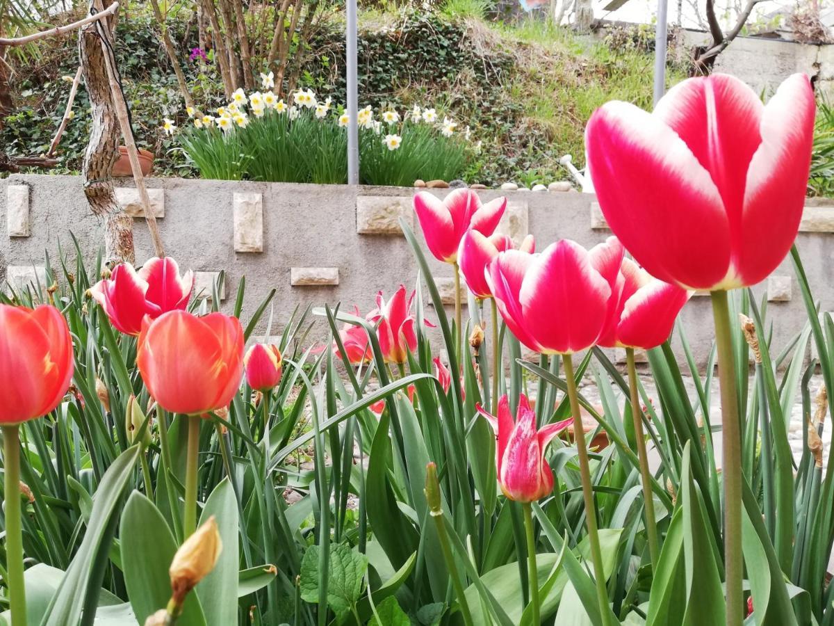 Vila Flori Koper Zewnętrze zdjęcie